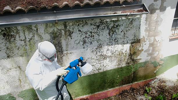 Top rated local Mold Remediation specialists in Woodstock, GA